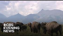 Blackfeet tribe returns buffalo to American west