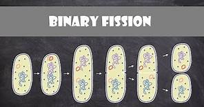 Binary Fission | Cell Biology