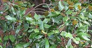 Southern magnolia (Magnolia grandiflora) - Plant Identification