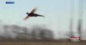 Hunters arriving for South Dakota pheasant season