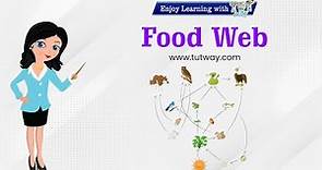 Food Web | Food Chains | Herbivores, Carnivores, Omnivores | Different Types of Foods | Science