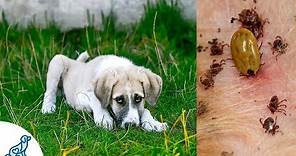 Symptoms of Lyme Disease in Dogs- And Why It's SO Dangerous - Professional Dog Training Tips