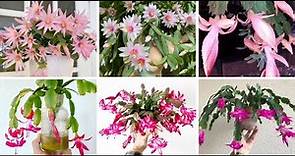 12 Types of Popular Schlumbergera Pictorial Guide