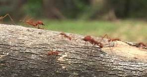As saúvas - Uma sociedade de formigas (parte 1)