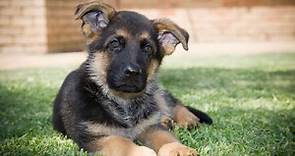 12 Reasons German Shepherds Are the Best Guard Dogs