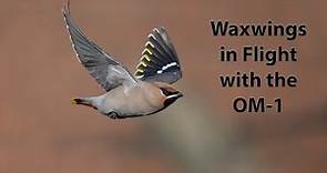 Photographing Waxwings in flight using Procapture on the OM-1 with the 150-400mm lens