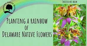 Plant a Rainbow with Delaware Native Flowers