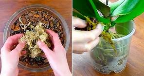 Come preparare il terriccio per orchidee in casa per travasare nel modo corretto