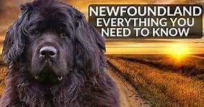 Newfoundland 101! Everything You Need To Know About Owning A Newfoundland Puppy