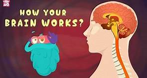 Science - How Your Brain Works