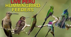 Live Hummingbird Cam in Peru: Giant Hummingbird, Sword-billed Hummingbird, Shining Sunbeam and More