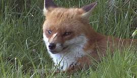 The Red Fox - The British Mammal Guide
