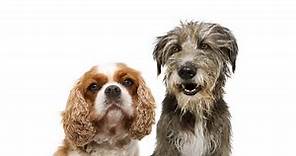 200  Amazing Irish Dog Names (Unique, Cute, Funny & More!)
