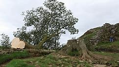 Sycamore Gap: Teen arrested after 200-year-old Hadrian’s Wall tree ‘deliberately felled’ | CNN