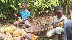 Candy company uses cocoa harvested by child labor