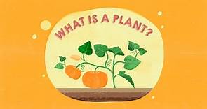 KS1 Science - Plants: What is a plant?
