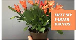 Meet My Easter Cactus! (Repotting & Propagating)