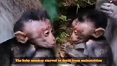 The baby monkey starved to death from malnutrition. Mother monkeys don't care about baby