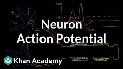 Neuron action potential description | Nervous system physiology | NCLEX-RN | Khan Academy