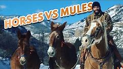 Mules Are WAY BETTER THAN HORSES - An Outfitter's Perspective