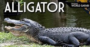 9 Alligator Fun Facts