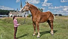 Big Jake, the world's tallest horse, dies aged 20