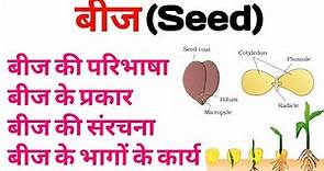 What is seed | types of seeds | Structure of seeds in Hindi |बीज की परिभाषा, प्रकार, संरचना और कार्य