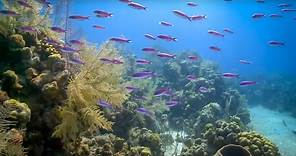Coral Reefs of the Caribbean