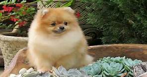 El Adorable Pomerania Mini y Toy | Características y Pedigree de Raza - Perros Corralet