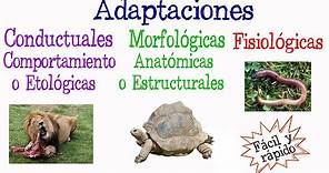 🐝¿Qué es Adaptación? Tipos de Adaptación🐢 [Fácil y Rápido] | BIOLOGÍA |