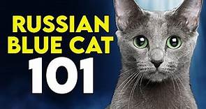 Russian Blue Cat 101 - Learn ALL About Them!