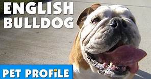 English Bulldog Pet Profile | Bondi Vet