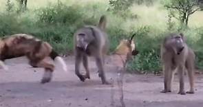 影／兇猛狒狒單挑7隻野犬　網驚：沒把牠們放眼裡 - 民視新聞網
