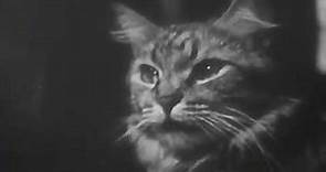 The Private Life of a Cat (1944) - Alexander Hammid & Maya Deren