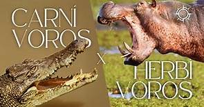 Herbívoros vs Carnívoros: Entendendo a Diferença | Mundo Animal | Origens