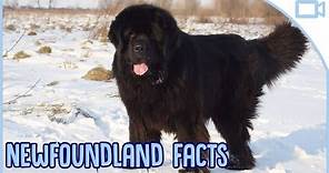 Facts About Newfoundlands!
