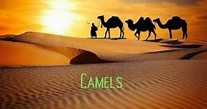 Camel Caravan: A Fun And Educational Video For Children