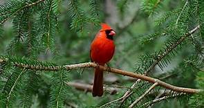 What Is the State Bird of North Carolina? - The Cardinal