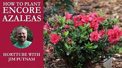 How to Plant Encore® Azaleas