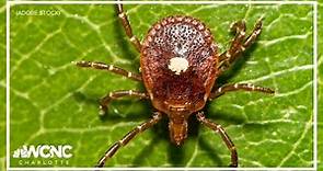 What to know about Lone Star tick bites and how to avoid them