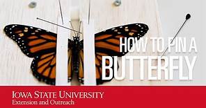 How To Pin A Butterfly | A Simple Step-by-Step Guide