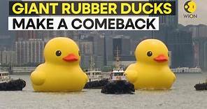 Two giant rubber ducks debut in Hong Kong to spread 'double luck' | WION Originals