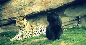 El leopardo y la pantera (Panthera pardus)