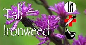 Tall Ironweed: Edible, Medicinal & Other Uses