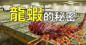 為何龍蝦如此昂貴？出海捕撈和人工養殖過程為你解惑