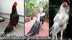 world best fighter rooster | Aseel roosters | different roosters breeds #aseelmurga