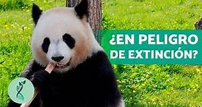¡TODO sobre el OSO PANDA!🐼(Características, Hábitat, Alimentación y Comportamiento del Oso Panda)