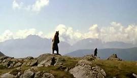 The Bear | El Oso -Trailer
