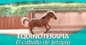 EQUINOTERAPIA 10 | El caballo de terapia