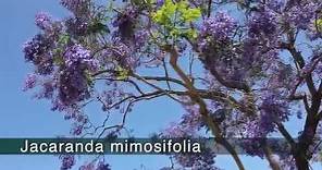 JACARANDA - Jacaranda mimosifolia